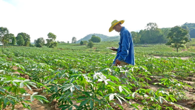 A-farmer-survey-his-cassava-farm.-IOT-and-Smart-Farming-concept.