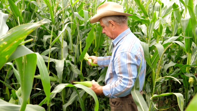 Un-anciano-granjero-tira-y-limpia-maíz-mazorcas-de-las-hojas-en-el-campo.