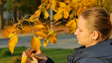 Eine-Mädchen-reißt-gelbe-Blätter-im-Herbst.-Der-Herbst-Thema.