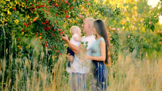 Mama-und-Papa-zeigen-ihren-kleinen-Sohn-einen-Baum-von-kleinen-Äpfeln,-Ranetki.-Familie-im-Wald