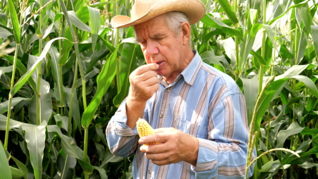 Portrait-of-an-Elderly-Farmer-Twisting-In-The-Hand-Corn-Tries-Grains-On-Taste