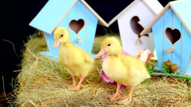 Close-up,-on-the-straw,-on-the-hay-are-walking-small-ducklings.-In-the-background-a-haystack,-colored-small-birdhouses.-Studio-video-with-thematic-decor