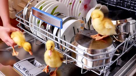 Close-up,-two-Little-yellow-ducklings-sitting,-walking-in-a-dishwasher,-sitting-on-plates,-a-pan,-in-a-basket.-In-the-background-a-lot-of-white,-clean-dishes