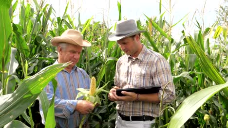 Dos-agricultores-que-trabajan-en-un-campo-de-maíz-para-inspeccionar