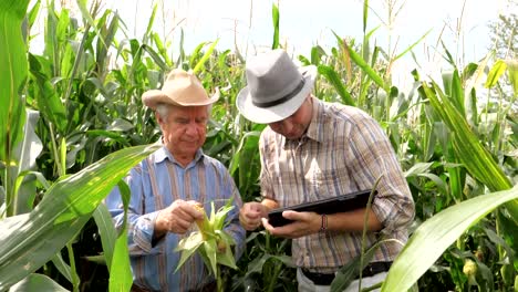 Dos-agricultores-trabajan-en-un-campo-de-maíz,-usando-tableta-para-registrar-los-resultados
