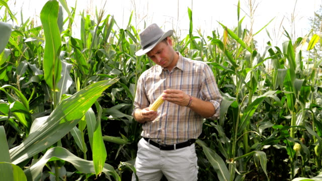 Agricultor-en-un-campo-de-maíz,-comprueba-el-cultivo,-examina-una-mazorca-de-maíz