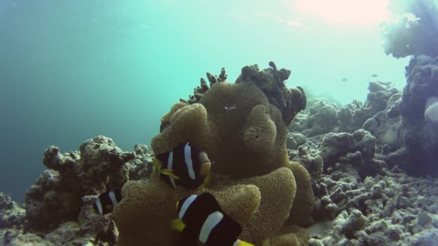 3-Nemos-rund-um-ihre-schöne-anemone