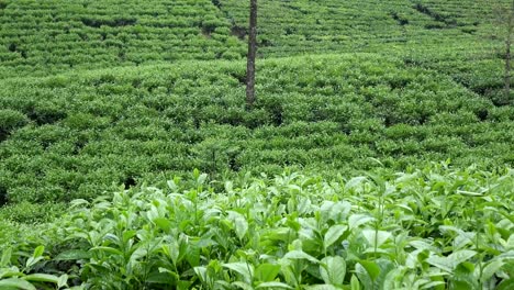 Tea-plantation-in-Wonosobo.-Indonesia,-Java