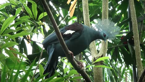 western-crowned-pigeon-perched-in-a-tree-on-bali