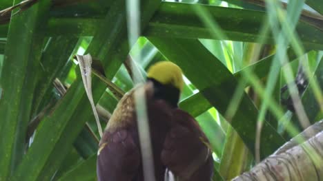 close-up-of-a-bird-of-paradise-in-a-tree-at-bali