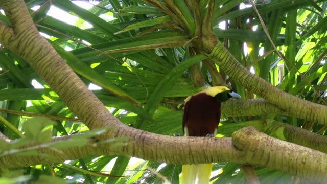 low-angle-view-of-a-greater-bird-of-paradise-on-a-tree-branch-in-bali