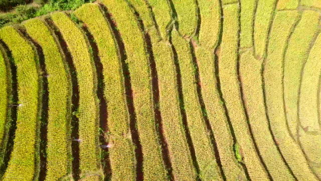 Vista-aérea-de-terraza-de-arroz-dorn-arroz-campo