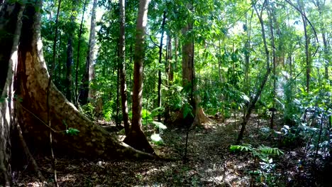 Tangkoko-rainforest,-North-Sulawesi,-Indonesia