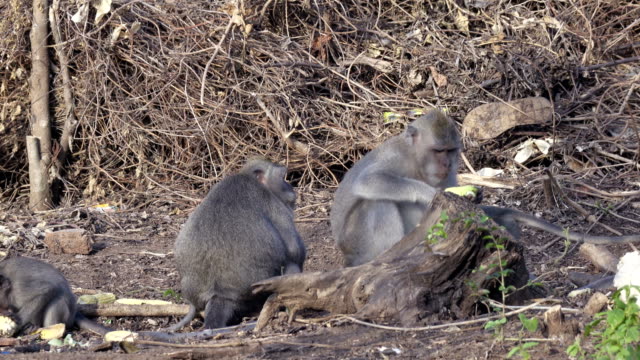Die-Krabbe-Essen-Makaken,-Macaca-Fascicularis,-auch-bekannt-als-Long-tailed-Macaque,-Sangeh-Monkey-Forest-Bali