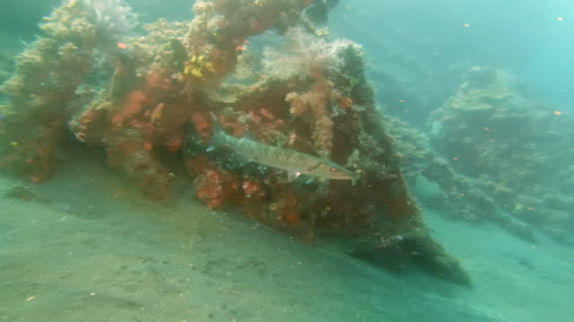 barracuda-at-the-liberty-wreck-in-tulamben-on-bali