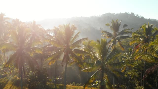 Herrliche-Aussicht-mit-Kokospalmen-und-tropischen-Regenwald.-Aerial-video