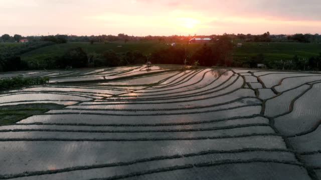 4-K-abejón-secuencias-de-campos-de-arroz-durante-la-puesta-de-sol-en-Bali-cerca-de-Canggu-Indonesia