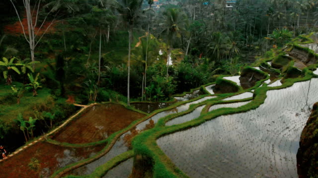 Tegallalang-4K-Drone-footage-of-Rice-Terrace-in-Bali
