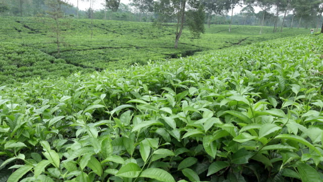 Teeplantage-in-Wonosobo.-Indonesien,-Java
