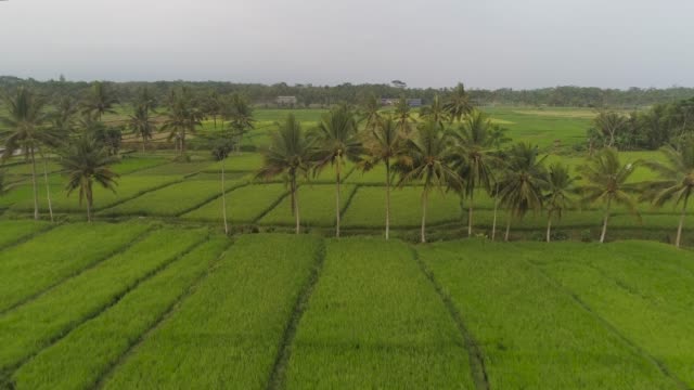 Reisterrassen-und-landwirtschaftlich-genutzten-Flächen-in-Indonesien