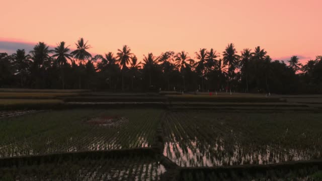 Aerial-video-at-landscape-with-rice-terraces-at-sunrise-or-sunset-in-Bali.