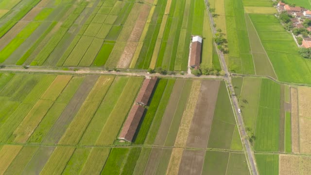 Campo-de-arroz-y-tierra-agrícola-en-indonesia