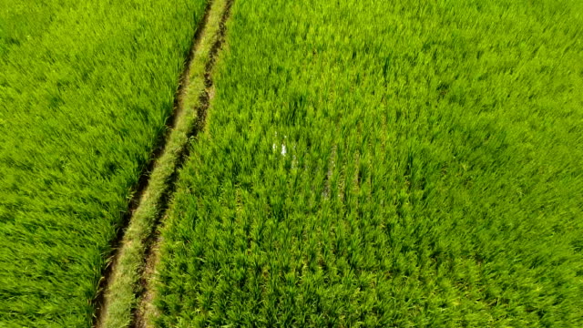 Rice-field-Medewi-Bali