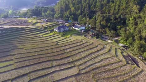 Aerial-shot-rice-field-and-mountain-view