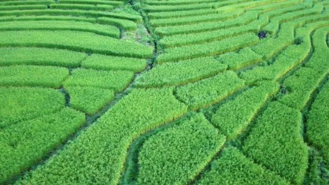 Luftbild-Drohne:-schöne-Landschaftsblick-auf-Reisterrassen