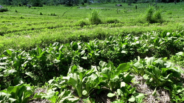 Blick-auf-die-Reisterrassen-von-Berg-und-Haus-des-Bauern.-Bali,-Indonesien.-UHD-4K