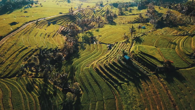 Impresionantes-terrazas-de-campos-de-arroz-en-la-salida-del-sol-rodeado-de-palmeras-y-revelan-el-camino-de-la-bobina-4K