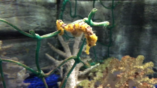 Yellow-seahorse