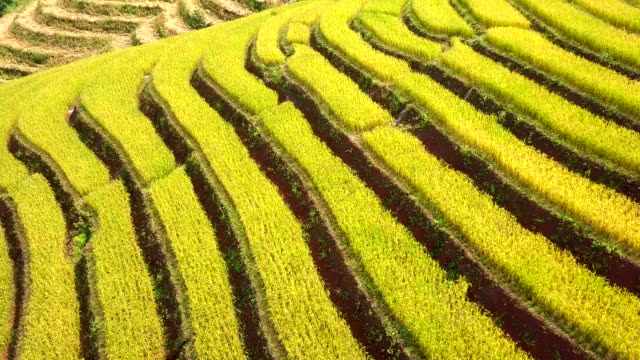 Aerial-view-amazing-landscape-rice-terraces-in-a-beautiful-day-Chiang-Mai-Thailand