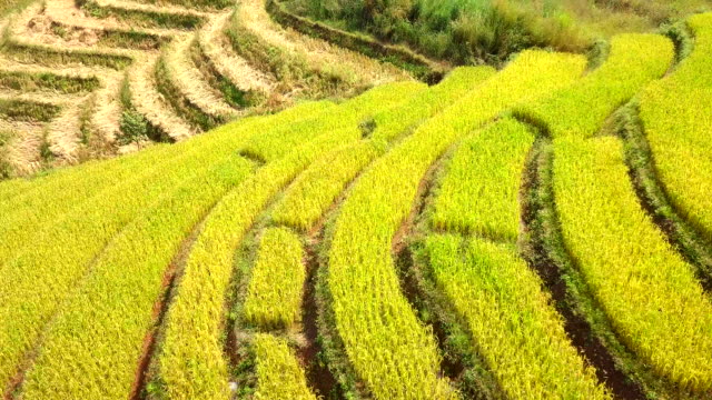 Vista-aérea-de-dorn-terrazas-terraza-arroz-pa-pong-pieng-en-Mae-Chaem,-Chiang-Mai,-norte-de-Tailandia