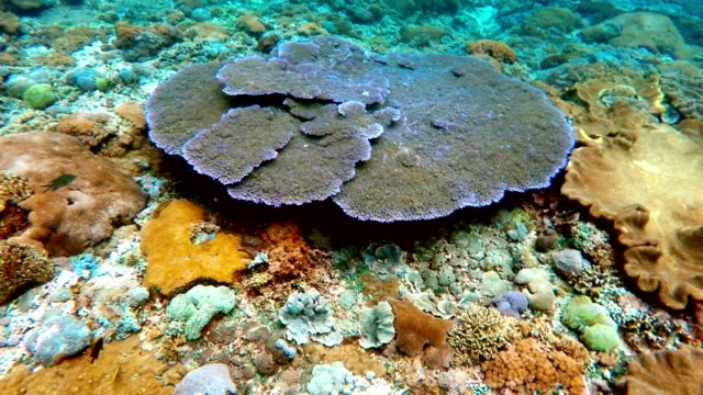 jardín-de-coral-en-el-Océano-Índico,-Bali,-Indonesia