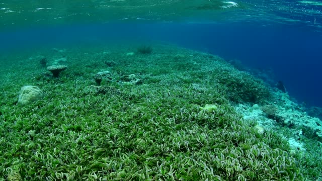 Mar-hierba-cama-y-vida-marina-en-el-Parque-Nacional-de-Wakatobi,-Indonesia.