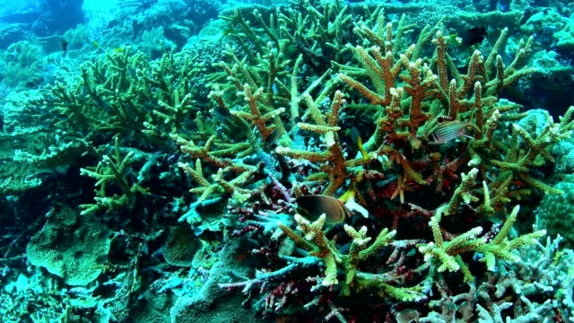 Coral-cuerno-de-ciervo-en-el-Parque-Nacional-de-Wakatobi,-Indonesia.