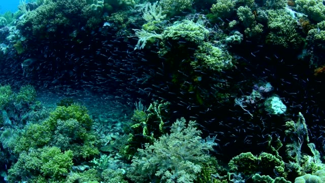 Abundancia-de-coral-y-vida-marina-en-el-Parque-Nacional-de-Wakatobi,-Indonesia.