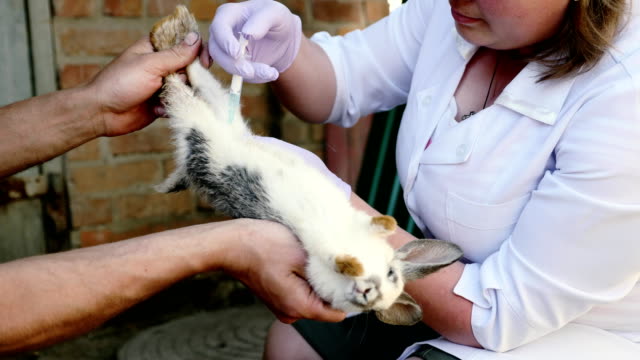 Ein-weibliche-Tierarzt-impfen-ist-Kaninchen-in-der-Natur