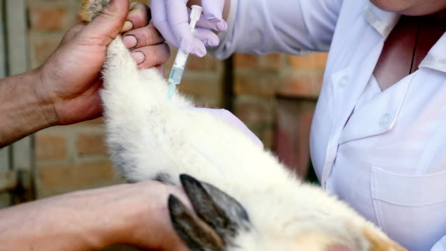 Un-veterinario-femenino-es-la-vacunación-de-conejos-en-el-campo
