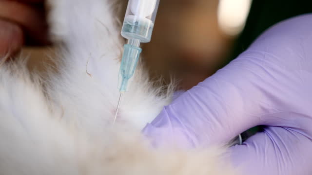 A-female-veterinarian-is-vaccinating-rabbits-in-the-countryside
