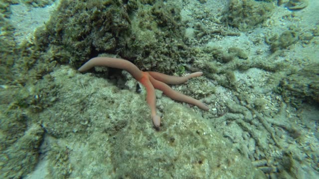 Blue-and-red-starfish-on-corals-underwater,-4k
