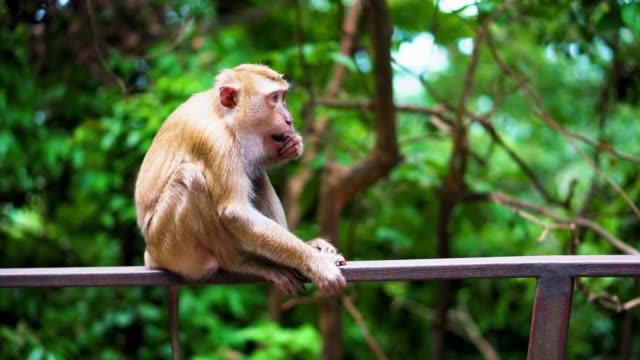 a-wild-monkey-sits-on-the-railing-in-the-park.-natural-habitats.-a-tropical-forest
