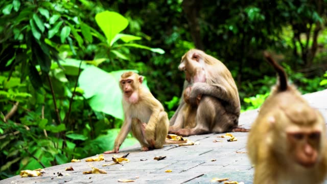 una-familia-de-monos-vive-en-un-parque-nacional.-bosque-tropical,-comiendo-plátanos-y-frutos-secos