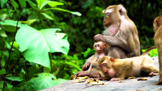 Affen-Mama-mit-einem-Jungtier-im-Nationalpark.-Lebensraum,-Pflege-und-Schutz-der-Tiere.-Affen-essen-Bananen