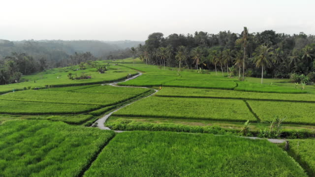 Aerial-view-flying-close-over-some-traditional-rice-terraces-of-Bali,-Indonesia.
