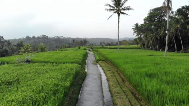Filmische-Luftaufnahme-über-einen-kleinen-Pfad-in-einer-traditionellen-Reisfelder-von-Bali,-Indonesien-zu-fliegen.