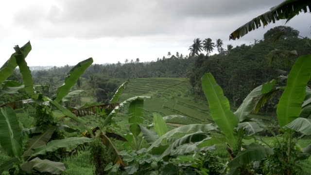 Topf-mit-Bananenstauden-und-jungen-Reis-wächst-auf-Terrassen-in-bali