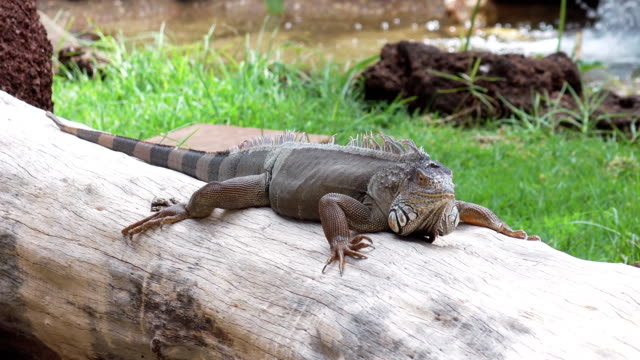 Gran-iguana-salvaje-en-4k