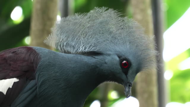close-up-of-a-western-crowned-pigeon-perched-in-a-tree